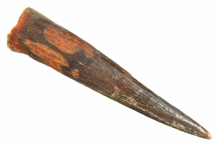 Fossil Pterosaur (Siroccopteryx) Tooth - Morocco #298528